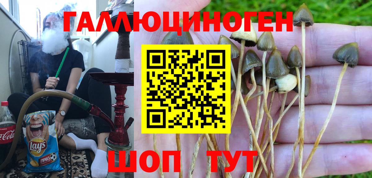 Псилоцибиновые грибы Psilocybine cubensis Буйнакск